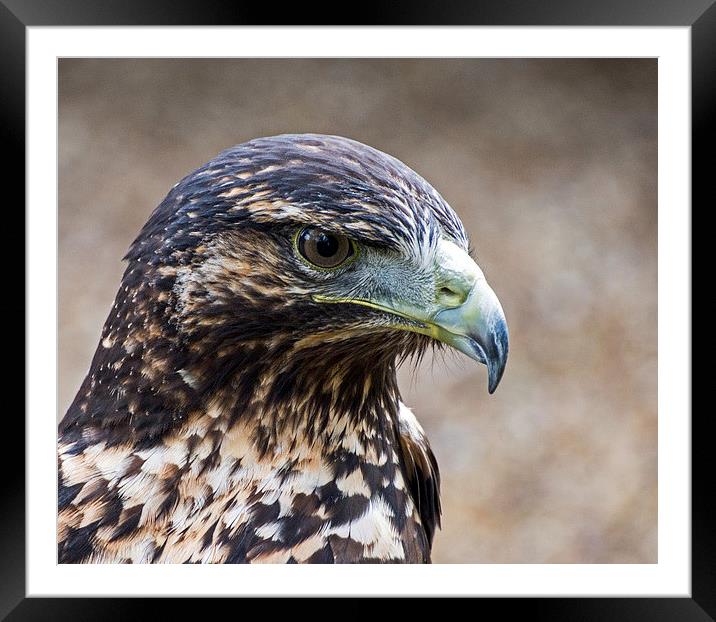  Black Chested Buzzard Eagle Framed Mounted Print by Geoff Storey