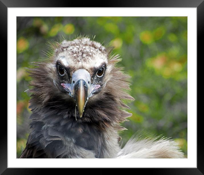  Cinereous Vulture Framed Mounted Print by Geoff Storey