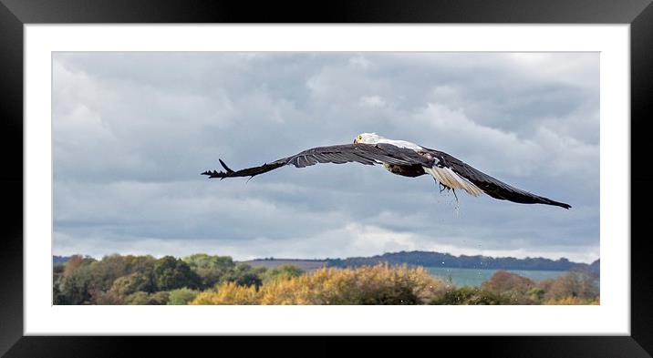  African Fish Eagle Framed Mounted Print by Geoff Storey