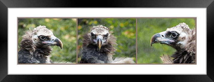  Cinereous Vulture Triptych Framed Mounted Print by Geoff Storey