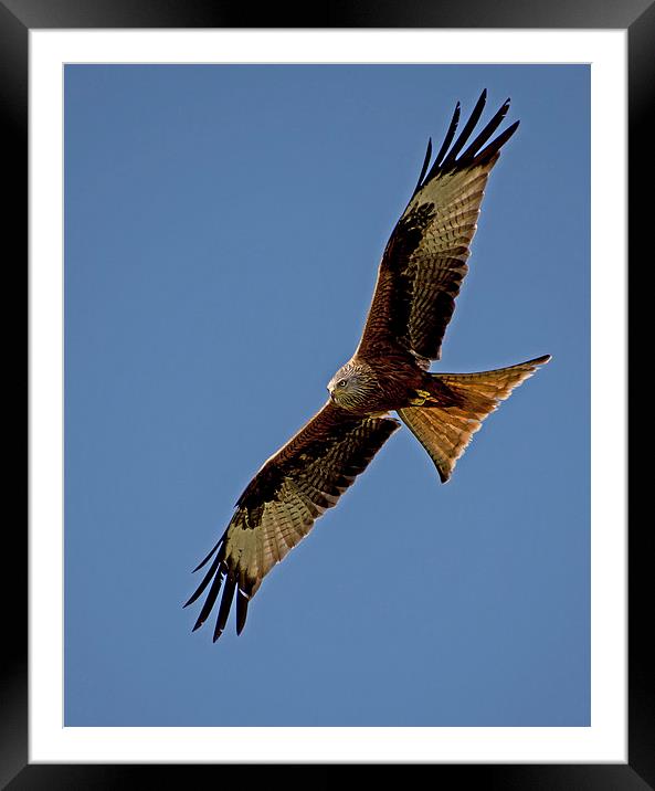  Red Kite over Berkshire (2) Framed Mounted Print by Geoff Storey