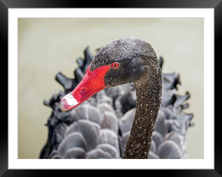  Black Swan Framed Mounted Print by Geoff Storey