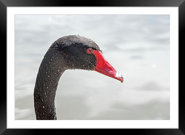  Black Swan (2) Framed Mounted Print by Geoff Storey