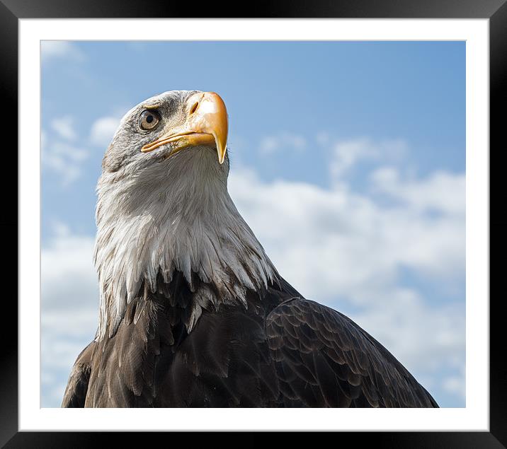 Bald Eagle (2) Framed Mounted Print by Geoff Storey