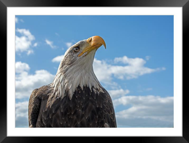Bald Eagle (4) Framed Mounted Print by Geoff Storey