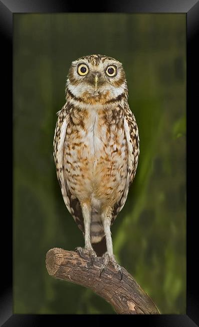 Little Owl Framed Print by Geoff Storey