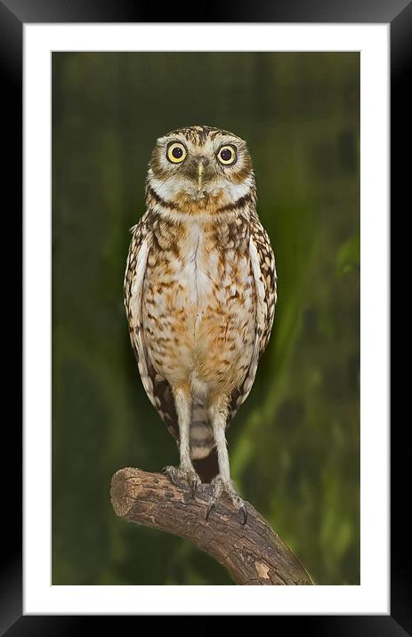 Little Owl Framed Mounted Print by Geoff Storey