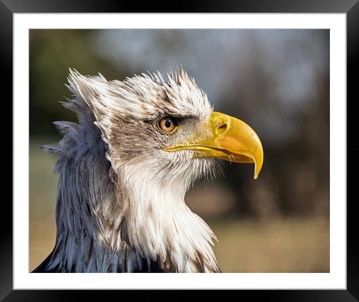 American Bald Eagle. Framed Mounted Print by Geoff Storey