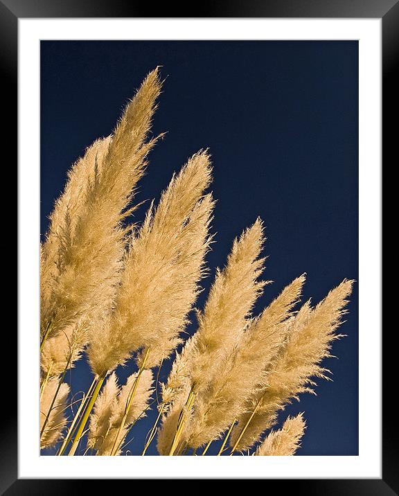 Pampas Grass Framed Mounted Print by Geoff Storey