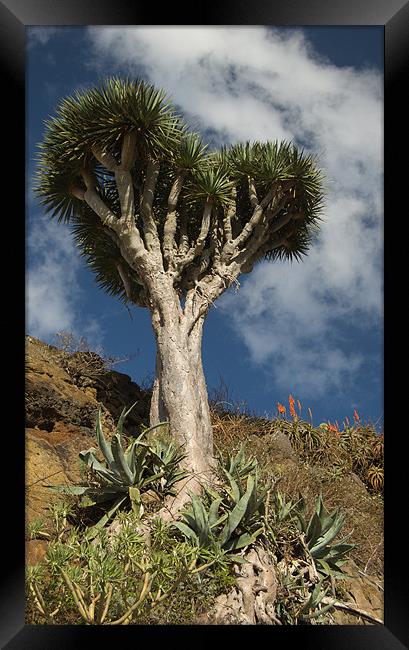 Dragon Tree, Tenerife Framed Print by Geoff Storey