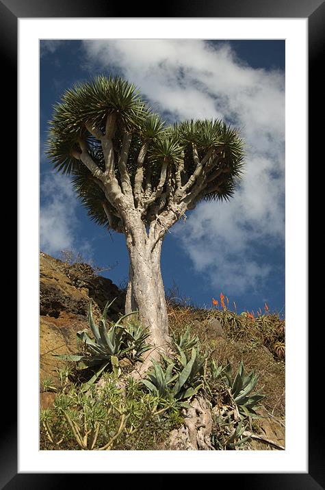 Dragon Tree, Tenerife Framed Mounted Print by Geoff Storey