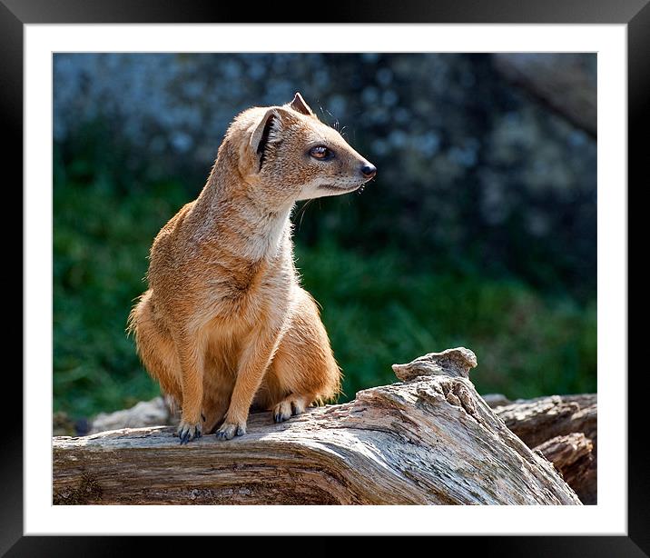 Yellow Mongoose Framed Mounted Print by Geoff Storey