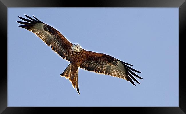 Red Kite over Oxfordshire Framed Print by Geoff Storey