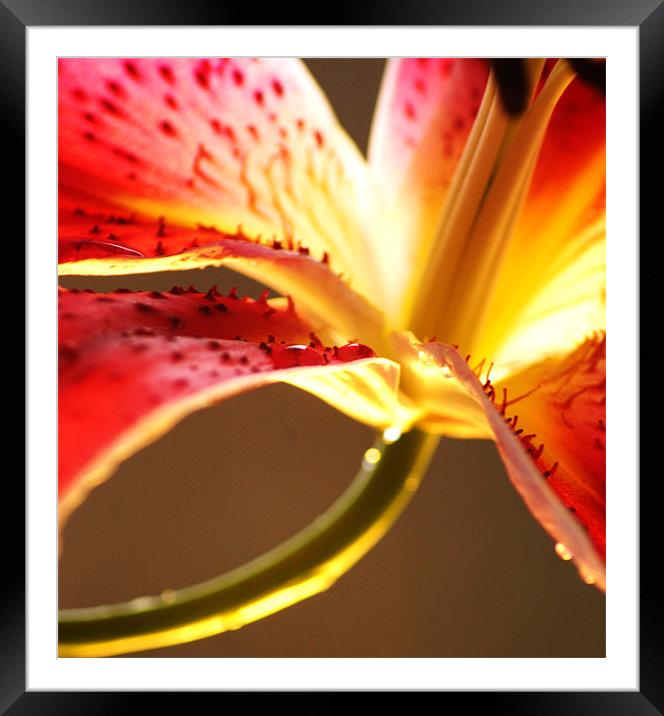 lily Framed Mounted Print by Dawn Cox