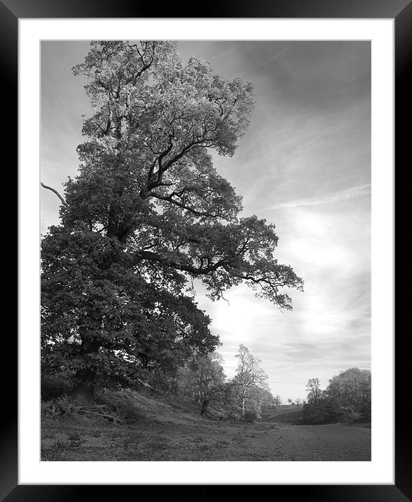 Tree at Knole Framed Mounted Print by Dawn Cox