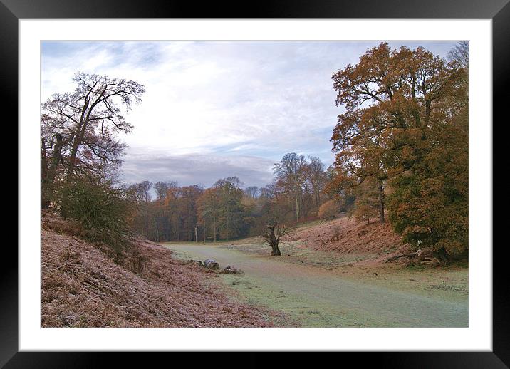 Knole park Framed Mounted Print by Dawn Cox