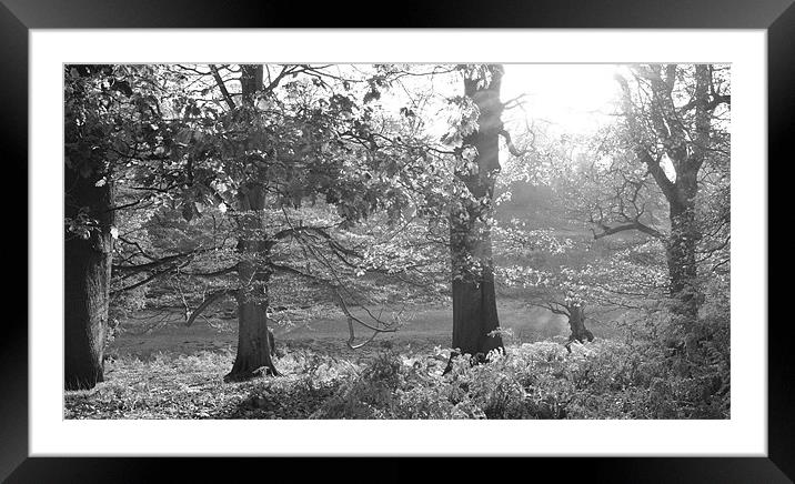 sunlit glade Framed Mounted Print by Dawn Cox