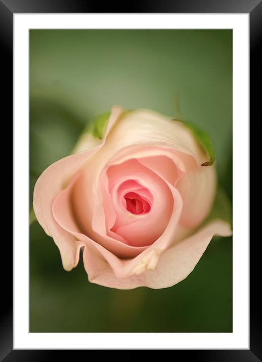 Rose Framed Mounted Print by Dawn Cox