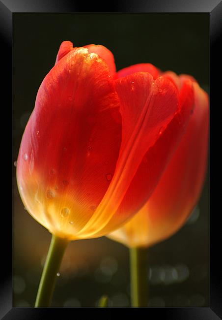 tulips Framed Print by Dawn Cox