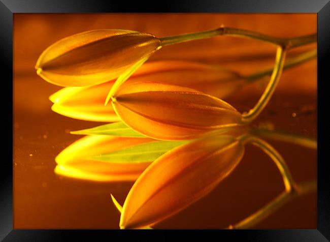 Golden Lillies Framed Print by Dawn Cox