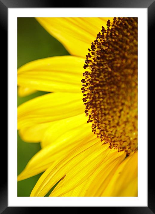 sunshine Framed Mounted Print by Dawn Cox