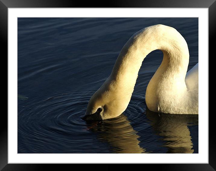 swan Framed Mounted Print by Dawn Cox