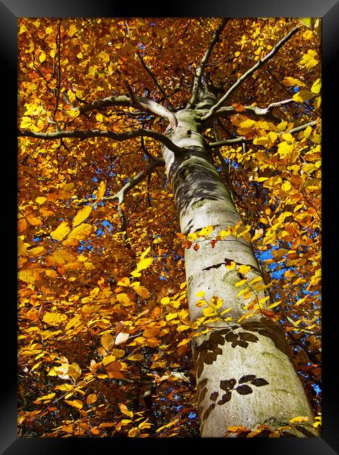Autumn Glory Framed Print by Joyce Storey
