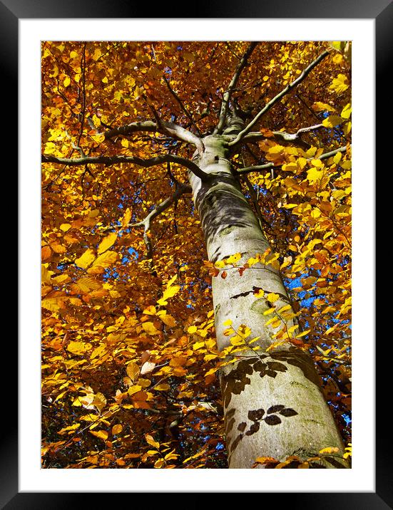 Autumn Glory Framed Mounted Print by Joyce Storey