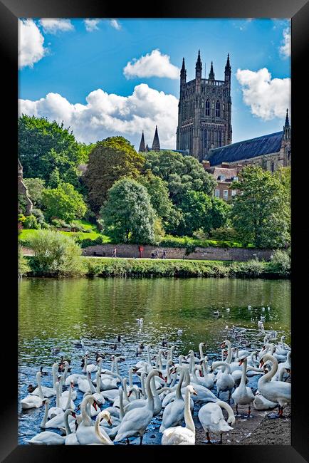 Swans at Worcester Framed Print by Joyce Storey