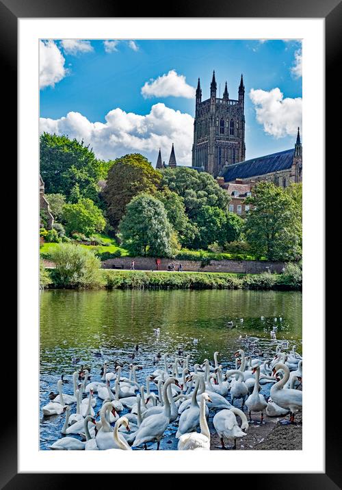Swans at Worcester Framed Mounted Print by Joyce Storey