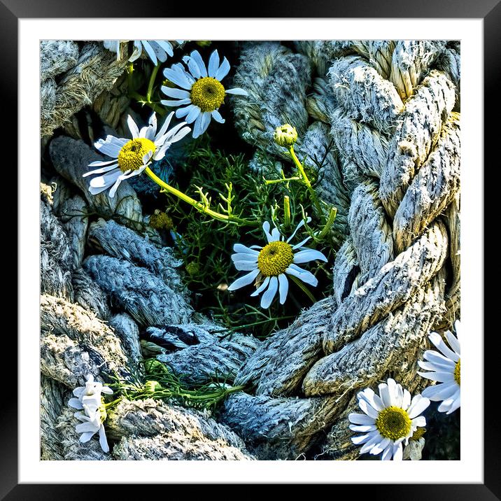 Roped in Daisies Framed Mounted Print by Joyce Storey