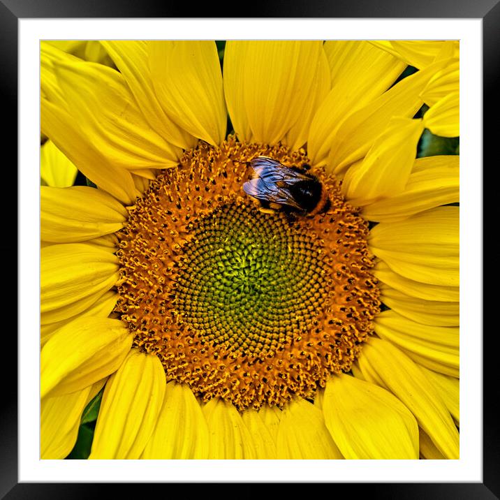 Busy Bumble Bee Framed Mounted Print by Joyce Storey