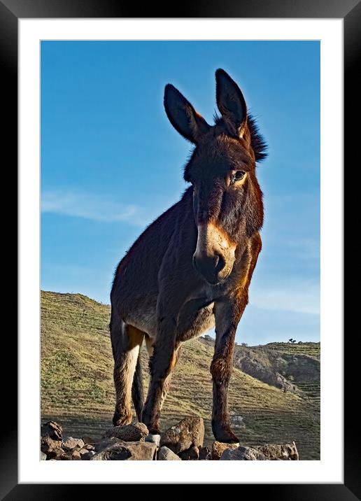 Donkey looking down at me. Framed Mounted Print by Joyce Storey
