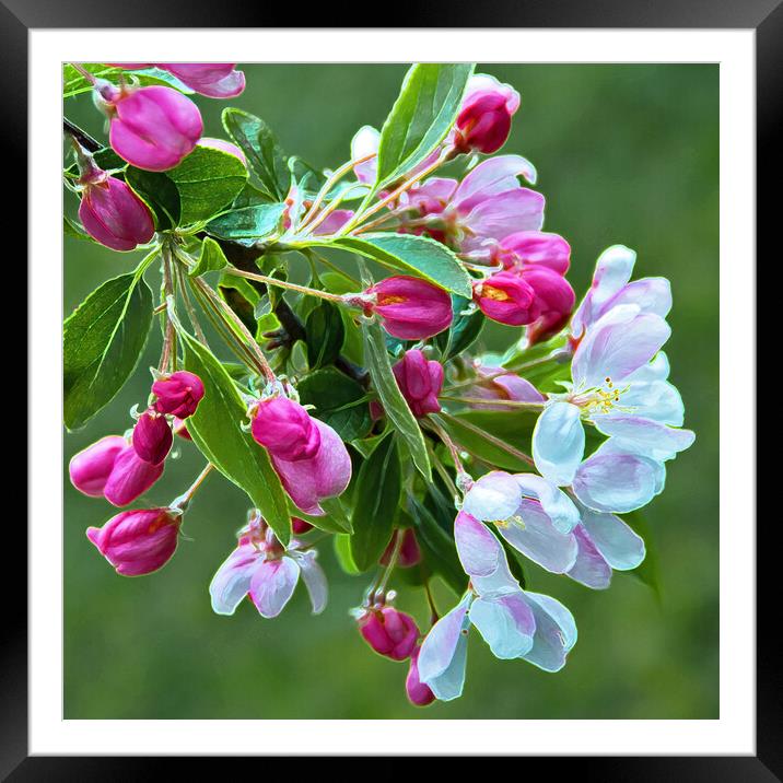 Springtime blossom (1) Framed Mounted Print by Joyce Storey