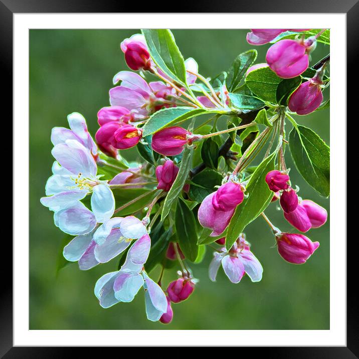 Spring blossom (2) Framed Mounted Print by Joyce Storey