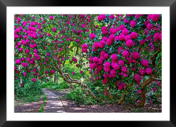 Path through Rhododendrons  Framed Mounted Print by Joyce Storey