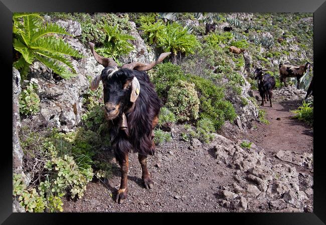 Goats on our path. Framed Print by Joyce Storey