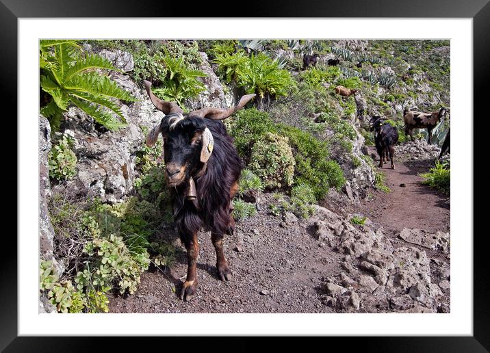 Goats on our path. Framed Mounted Print by Joyce Storey