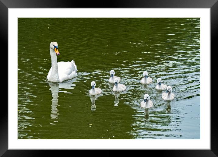 Family's First Outing  Framed Mounted Print by Joyce Storey