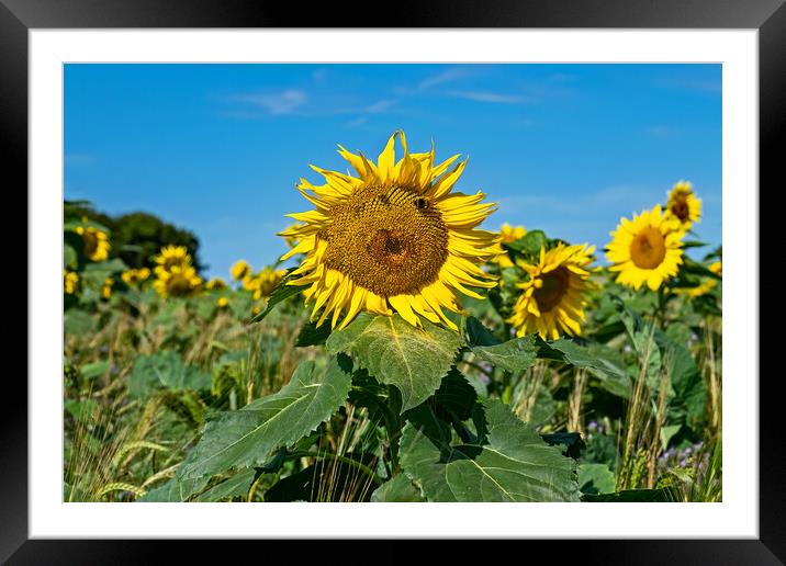 A Reminder of Happy Summer Days Framed Mounted Print by Joyce Storey