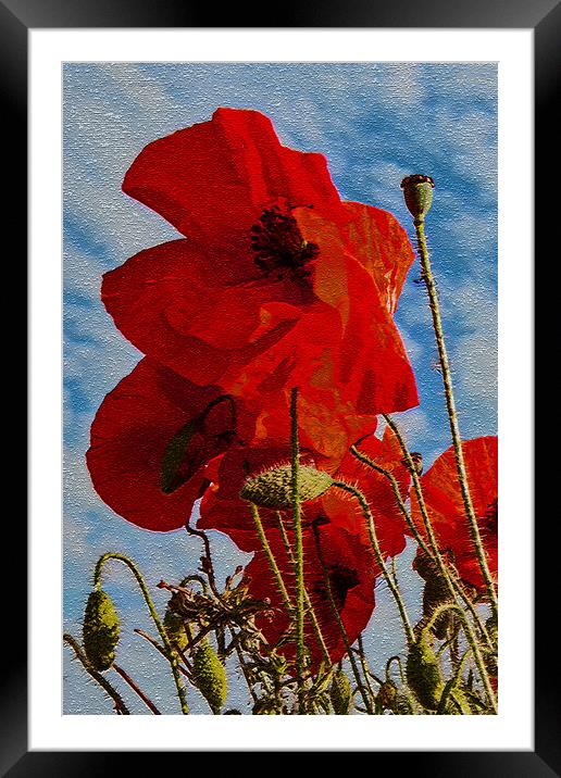Poppies (i of 3) Framed Mounted Print by Joyce Storey