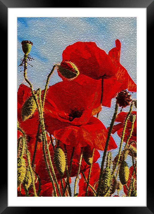 Poppies (1 of 3) Framed Mounted Print by Joyce Storey