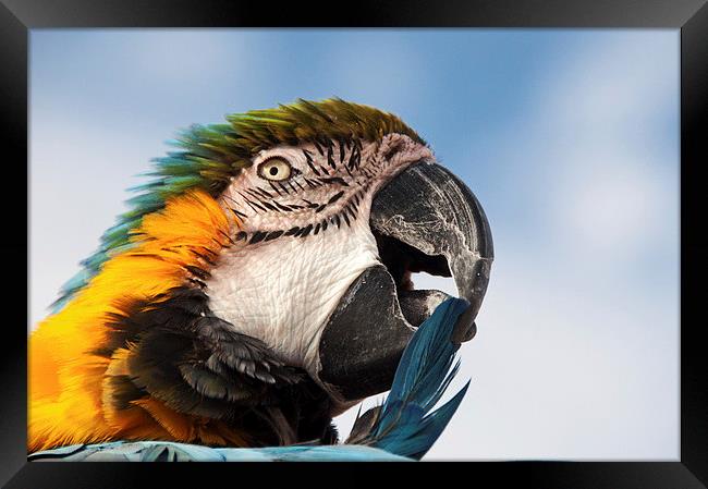 Macaw Preening Framed Print by Joyce Storey