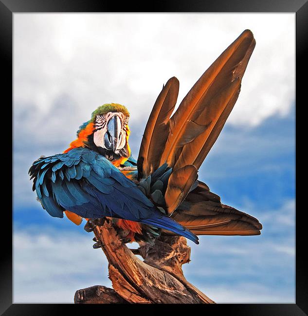 Macaw preening Framed Print by Joyce Storey
