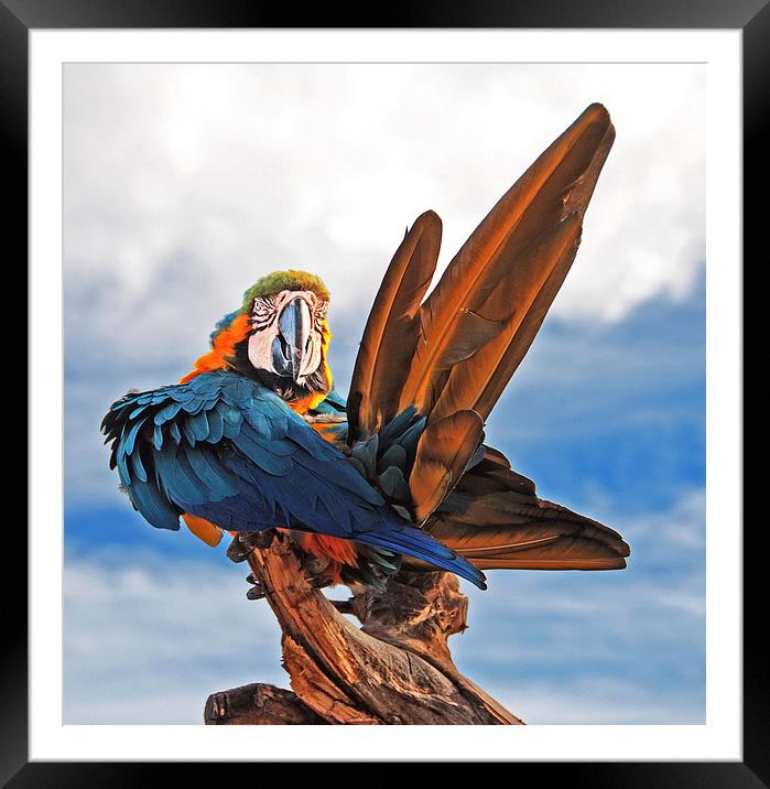 Macaw preening Framed Mounted Print by Joyce Storey