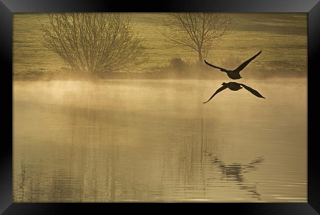 Geese at Dawn  Framed Print by Joyce Storey