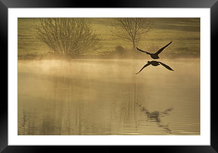 Geese at Dawn  Framed Mounted Print by Joyce Storey