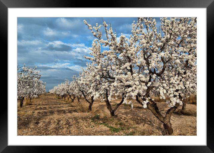 Almond Blossom in Spain Framed Mounted Print by Joyce Storey
