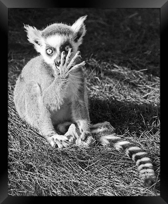 Ring-tailed Lemur Framed Print by Joyce Storey