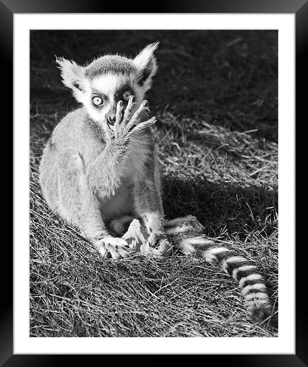 Ring-tailed Lemur Framed Mounted Print by Joyce Storey